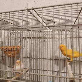 Canarini coppia