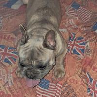 Bulldog Francese da monta