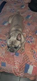 Bulldog Francese da monta
