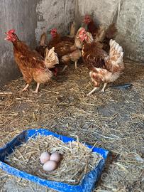 Galline ovaiole