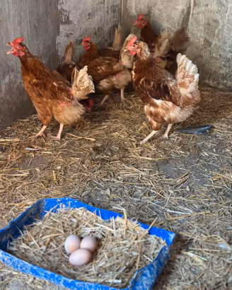 Galline ovaiole