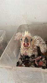 Cacatua baby ed altri pappagalli