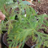 araucaria heterophylla