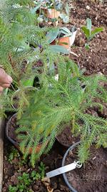 araucaria heterophylla