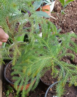 araucaria heterophylla