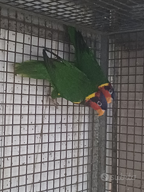 Coppia lorichetto ornato