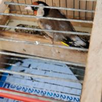 Cardellino agostegno