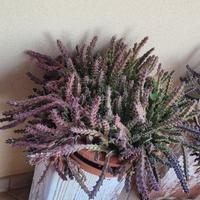 Huernia viola 30cm/verde 20cm