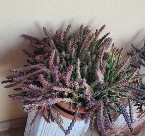 Huernia viola 30cm/verde 20cm