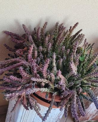 Huernia viola 30cm/verde 20cm
