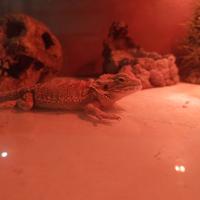 Teca pogona