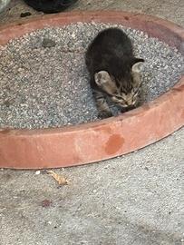 Animali
