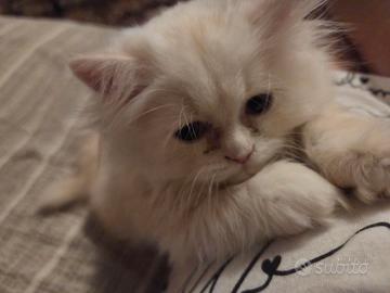 Gattino persiano normotipo