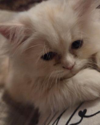 Gattino persiano normotipo