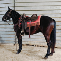 Incrocio Quarter morello