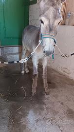 Asino di grossa struttura