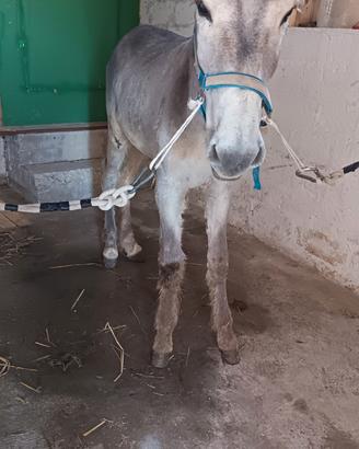 Asino di grossa struttura