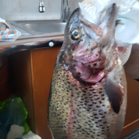 Si vendono trote a domicilio