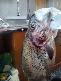 Si vendono trote a domicilio