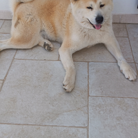Akita Juky cerca fidanzata