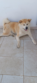 Akita Juky cerca fidanzata