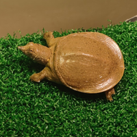 Tartaruga guscio molle Pelodiscus Sinensis