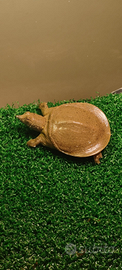 Tartaruga guscio molle Pelodiscus Sinensis