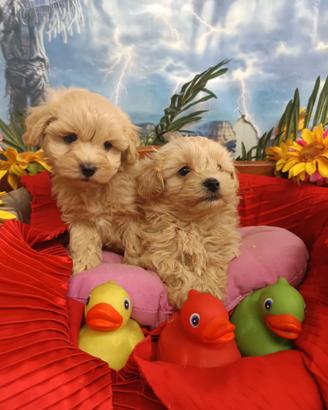 Cuccioli Maschietti Maltipoo Taglia Piccola
