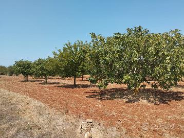 Terreno agricolo a Casarano - 12.000 mq