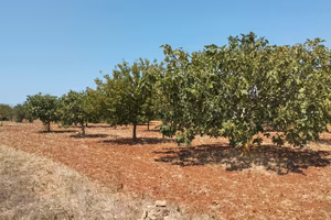 Terreno agricolo a Casarano - 12.000 mq