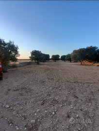 Terreno uliveto