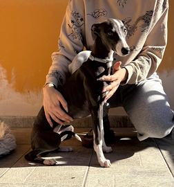 Cucciolo femmina whippet