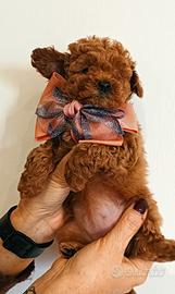 Cuccioli barboncino Toy red