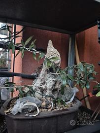 Bonsai di Olivastro