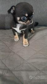 Chihuahua toy