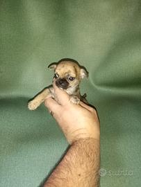 Chihuahua Toy ipertipici