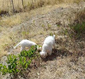 Cane da tartufo