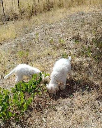Cane da tartufo