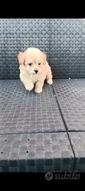 Maltipoo Toy d