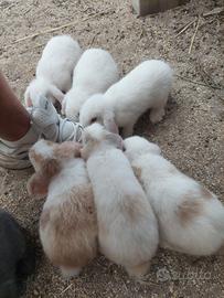 Cuccioli Coniglio Nano Ariete (BludiVienna Beige) 