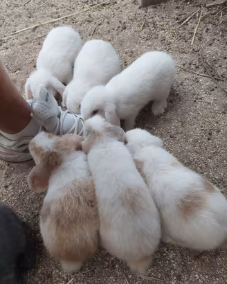 Cuccioli Coniglio Nano Ariete (BludiVienna Beige) 