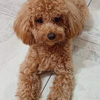 Barboncino per monta/accoppiamento