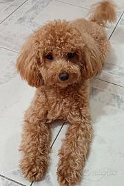 Barboncino per monta/accoppiamento