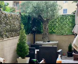 albero di ulivo secolare