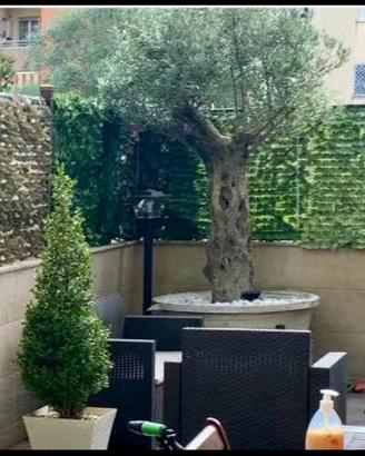 albero di ulivo secolare
