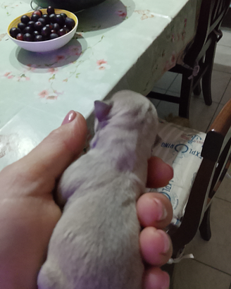 Chiuhaha