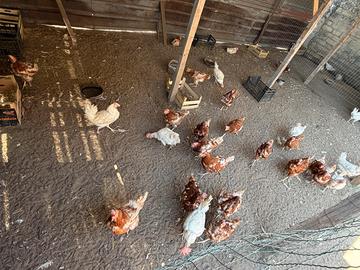 Vend 30 galline e 1 gallo e 2 chioccie per pulcini