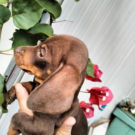 Bassotto cucciolo