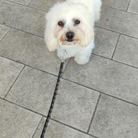 Maltese per accoppiamento o monta