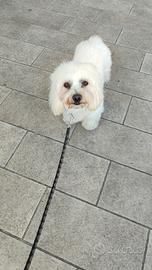 Maltese per accoppiamento o monta